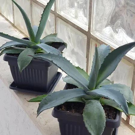 Agava Διαμέρισμα